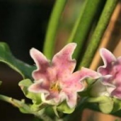 Araujia sericifera 'Rosea'