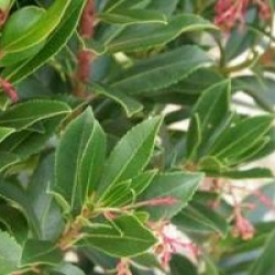 Arbutus unedo