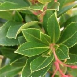 Arbutus unedo