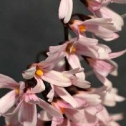 Abeliophyllum distichum