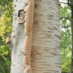 Betula utilis