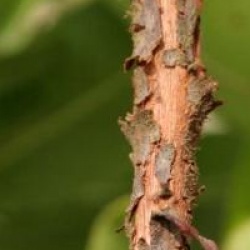 Arbutus x reyorum 'Marina'