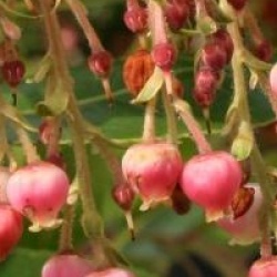 Arbutus x reyorum 'Marina'