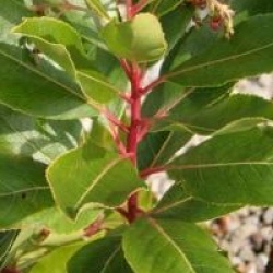 Arbutus x reyorum 'Marina'