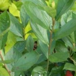 Aronia x prunifolia 'Brillant'