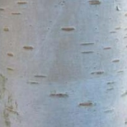 Bouleau de l'Himalaya jacquemontii