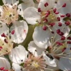 Aronia x prunifolia 'Brillant'