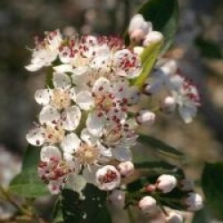 Aronia x prunifolia 'Brillant'
