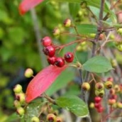 Aronia x prunifolia 'Brillant'