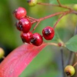 Aronia x prunifolia 'Brillant'