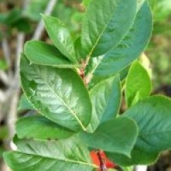 Aronia x prunifolia 'Viking'