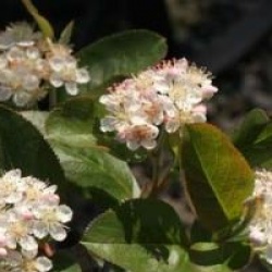 Aronia x prunifolia 'Viking'