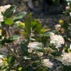 Aronia x prunifolia 'Viking'