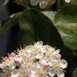 Aronia x prunifolia 'Viking'