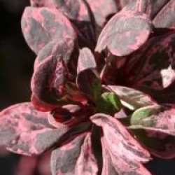 Berberis thunbergii f. atropurpurea 'Harlequin'