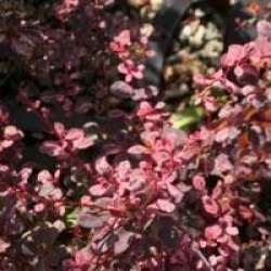 Berberis thunbergii f. atropurpurea 'Harlequin'