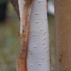 Betula utilis var. jacquemontii