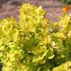 Berberis fastigi� dor�