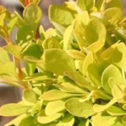 Berberis thunbergii Golden Torch � 'Torch d'or'