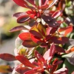 Berberis pourpre nain