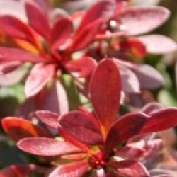Berberis thunbergii f. atropurpurea 'Bagatelle'