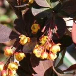 Berberis x ottawensis f. purpurea 'Superba'