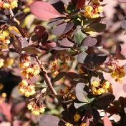 Berberis x ottawensis f. purpurea 'Superba'