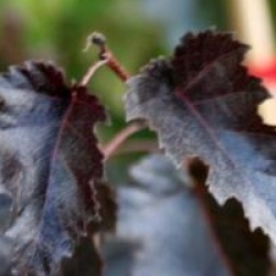 Betula 'Crimson Frost'