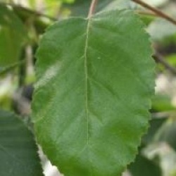 Betula utilis var. jacquemontii