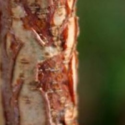 Betula nigra 'Summer Cascade' cov  - Bouleau noir pleureur