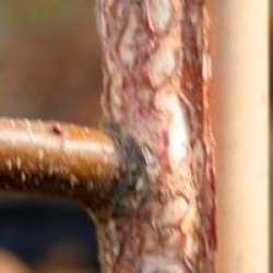 Betula nigra 'Summer Cascade' cov 