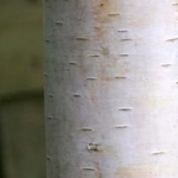 Betula pendula 'Youngii'