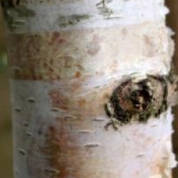 Betula pendula 'Youngii'