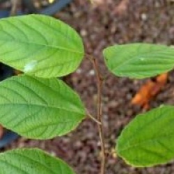 Broussonetia kazinoki - Broussonetia kazinoki