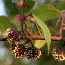 Broussonetia kazinoki