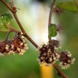 Broussonetia kazinoki