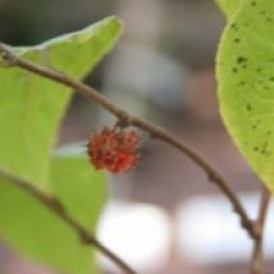 Broussonetia kazinoki