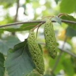 Betula utilis var. jacquemontii