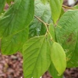 Broussonetia kazinoki