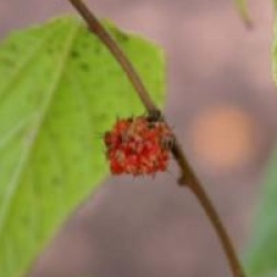 Broussonetia kazinoki