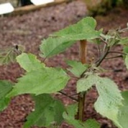 Broussonetia papyrifera 'Billardii' - Arbre � papier � feuillage lacini�