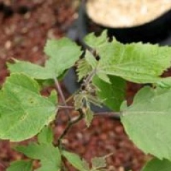 Broussonetia papyrifera 'Billardii'