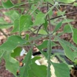 Broussonetia papyrifera 'Billardii'