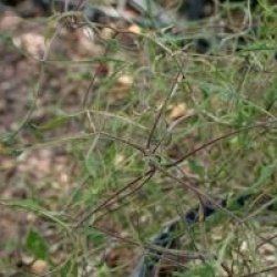 Broussonetia papyrifera 'Laciniata' - M�rier de Chine lacini�