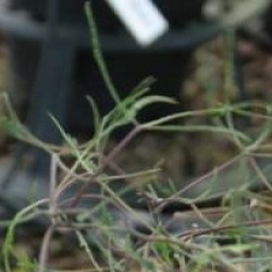 Broussonetia papyrifera 'Laciniata'