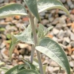 Buddleja fallowiana var. alba  - Buddleja fallowiana blanc