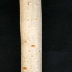 Betula utilis var. jacquemontii