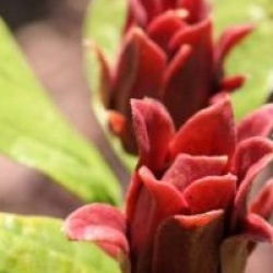 Calycanthus floridus var. glaucus