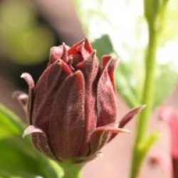Calycanthus floridus 'Ferox' - Calycanthus Ferox