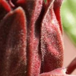 Calycanthus floridus 'Ferox'